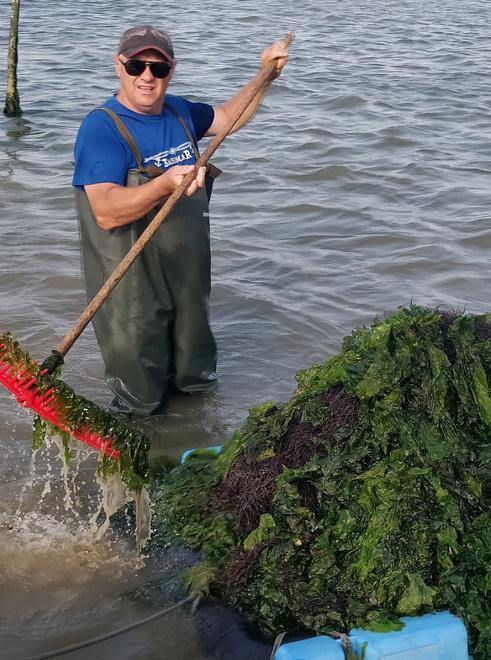 La Sacca di Goro è senza ossigeno: arrivano le alghe 