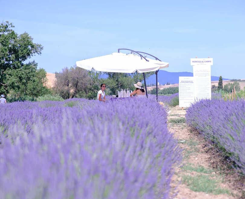 Dai campi di lavanda alla piantagione a Panama
