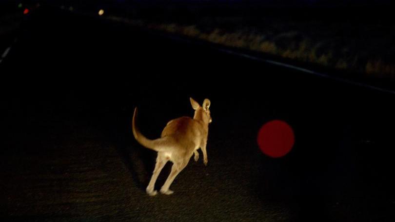 Canguro trovato morto in strada: è stato travolto da un'auto nella notte