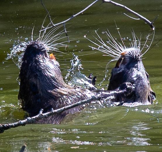 Nutrie e oche selvatiche ancora fuori controllo nel Mezzano 
