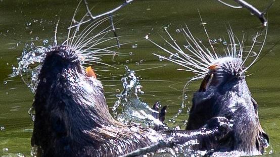 Nutrie e oche selvatiche ancora fuori controllo nel Mezzano