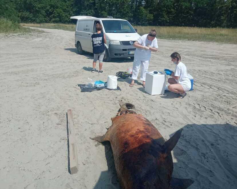 Diciotto tartarughe e due delfini morti e recuperati in pochi giorni ai Lidi