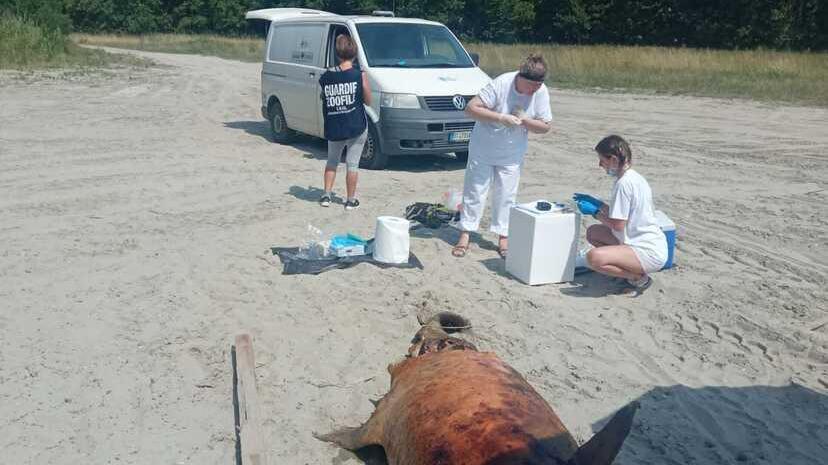 Diciotto tartarughe e due delfini morti e recuperati in pochi giorni ai Lidi