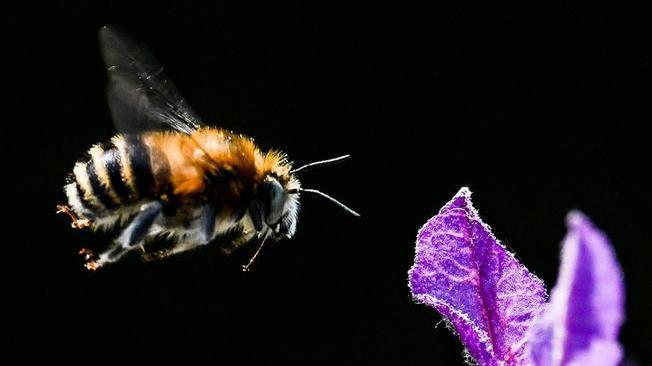 Due morti per punture di insetti in 48 ore in Lombardia