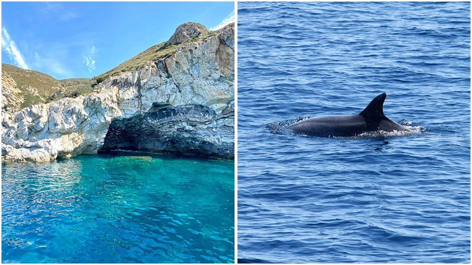L’azzurro del mare e un tratto della costa sud elbana e i delfini di Punta Calamita