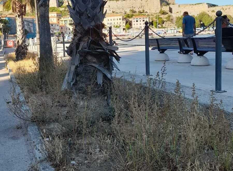 Lo stato di abbandono delle aiuole e delle palme nell’area del porto