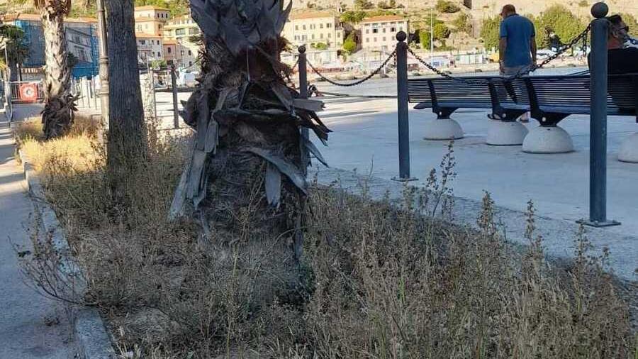 Lo stato di abbandono delle aiuole e delle palme nell’area del porto