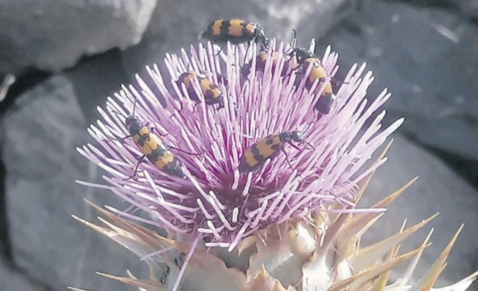 Arriva il super coleottero, arma contro le cavallette