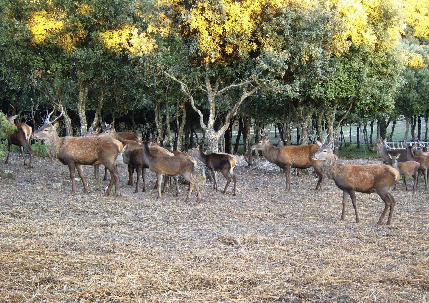 Troppi cervi a Laconi: «non abbatteteli semmai trasferiteli» 