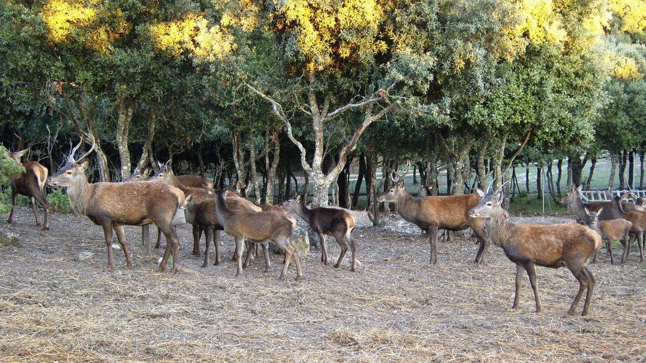 Troppi cervi a Laconi: «non abbatteteli semmai trasferiteli»