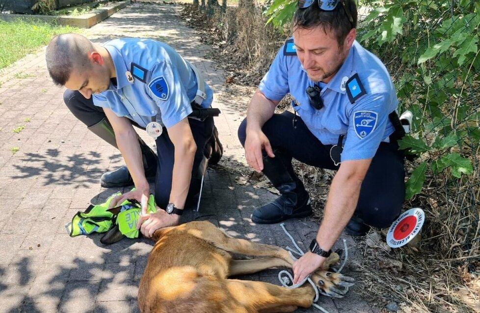 Vignola, il capriolo resta ferito Salvato dalla polizia locale