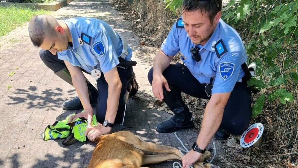 Vignola, il capriolo resta ferito Salvato dalla polizia locale