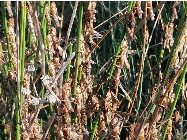 Le cavallette adesso invadono anche i campi del Goceano
