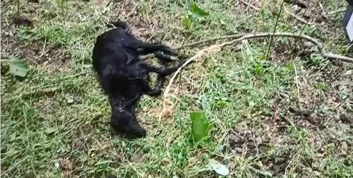 una delle pecore uccise dai lupi nell’ovile della famiglia Giorgi nella notte tra martedì e mercoledì