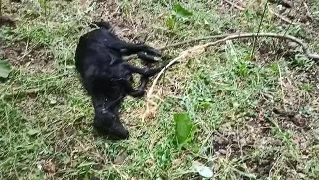 una delle pecore uccise dai lupi nell’ovile della famiglia Giorgi nella notte tra martedì e mercoledì