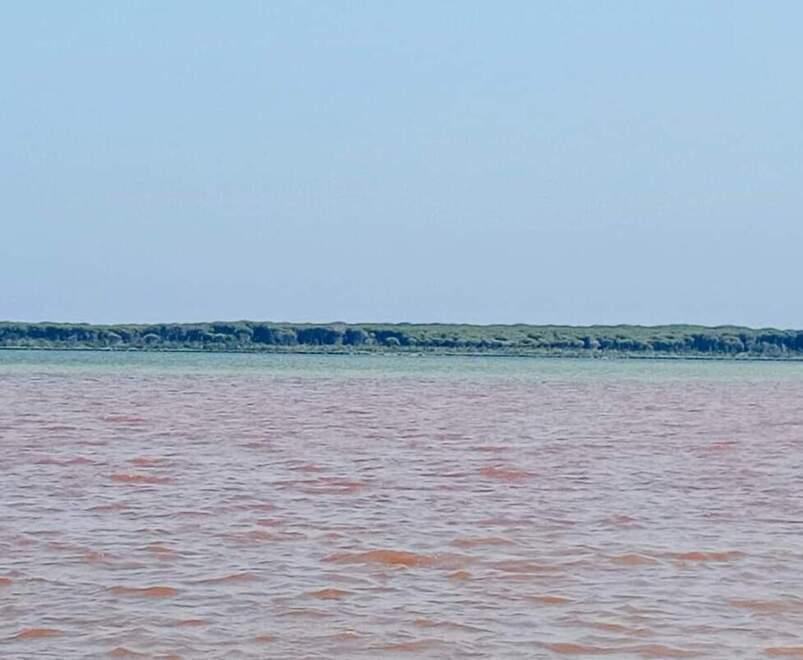 Pesci morti, la laguna di Orbetello diventa "rossa"