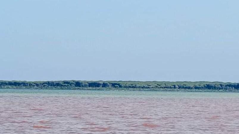 Pesci morti, la laguna di Orbetello diventa "rossa"