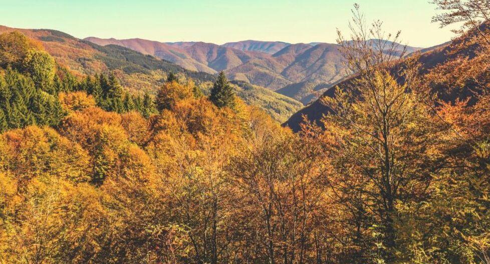 La siccità riguarda non solo gli ulivi ma anche gli alberi dei boschi montani stanno perdendo in anticipo le foglie