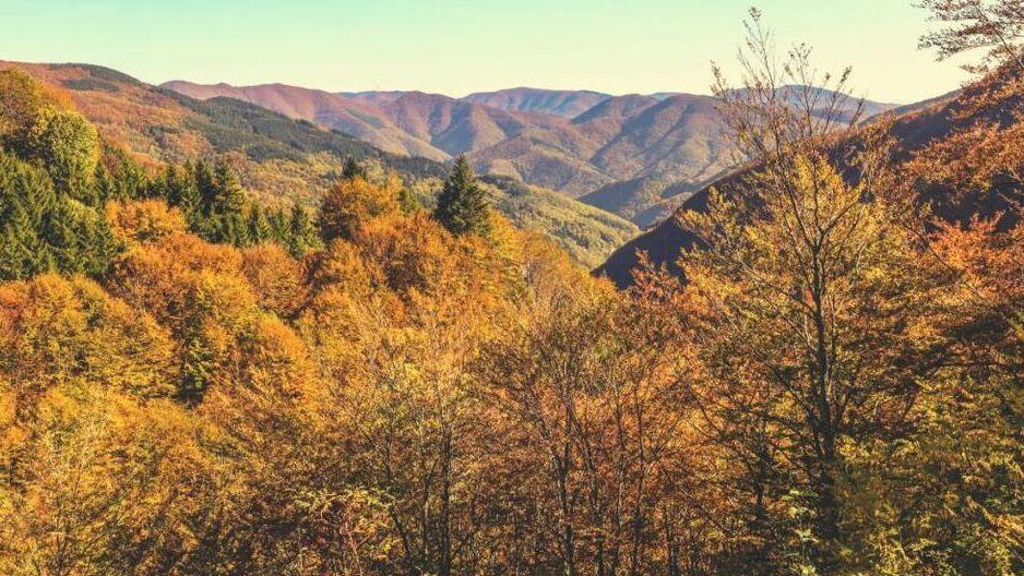 La siccità riguarda non solo gli ulivi ma anche gli alberi dei boschi montani stanno perdendo in anticipo le foglie