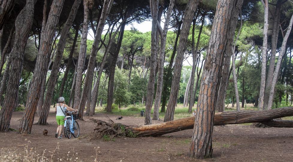 la pineta di via Zara con un alto pino caduto a terra