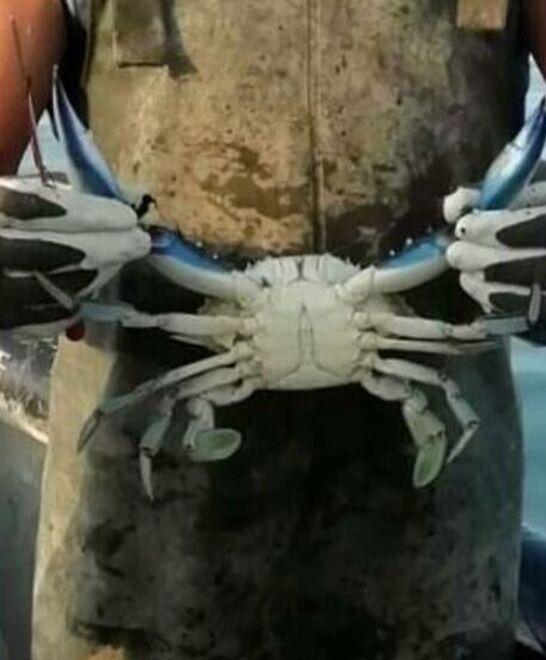 Granchio blu: a Goro si vende già