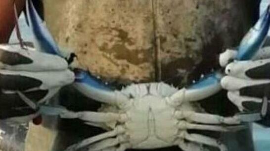 Granchio blu: a Goro si vende già