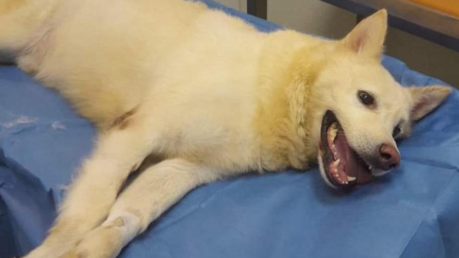 Il cane "Orso"