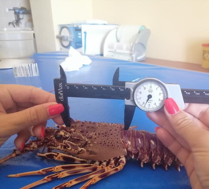 Quattromila aragoste sotto taglia recuperate e liberate all’Asinara