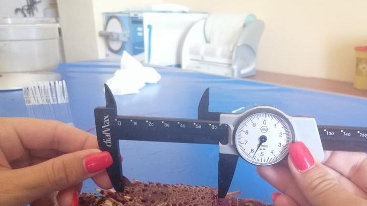 Quattromila aragoste sotto taglia recuperate e liberate all’Asinara