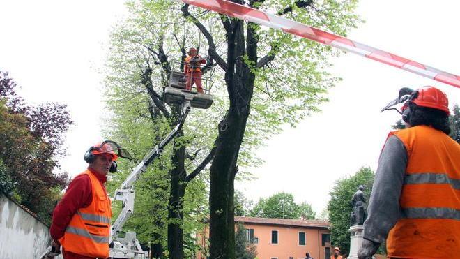 La protesta non ferma il taglio degli alberi