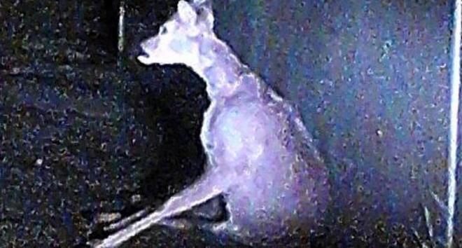 Senza soccorsi gli animali travolti sulle nostre strade 