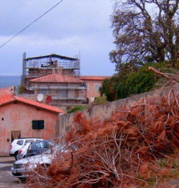 Pino abbattuto, simbolo d’incuria