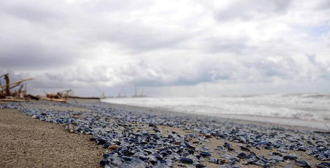 Centinaia di meduse spiaggiate a Marina di Carrara 