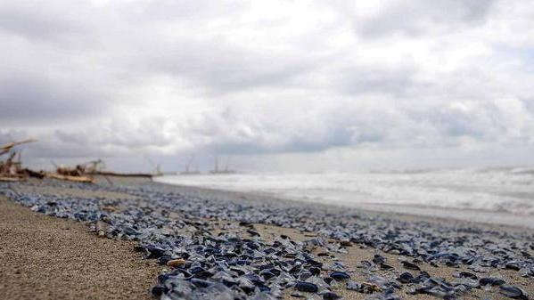 Centinaia di meduse spiaggiate a Marina di Carrara