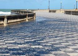 Le velelle invadono il lungomare. Chiusa la terrazza Mascagni 