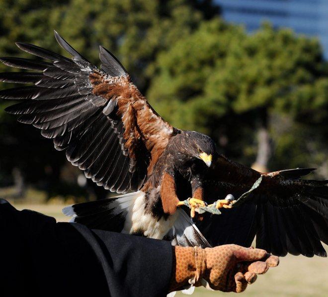 Volo nel Medioevo con i falconieri 
