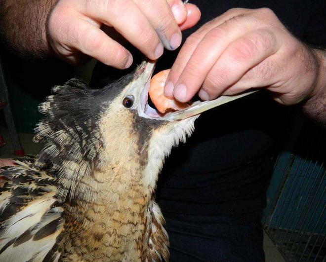 Un raro esemplare di tarabuso salvato a Portoferraio 