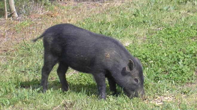 Catturata la “cinghialina” mascotte del paese intero 