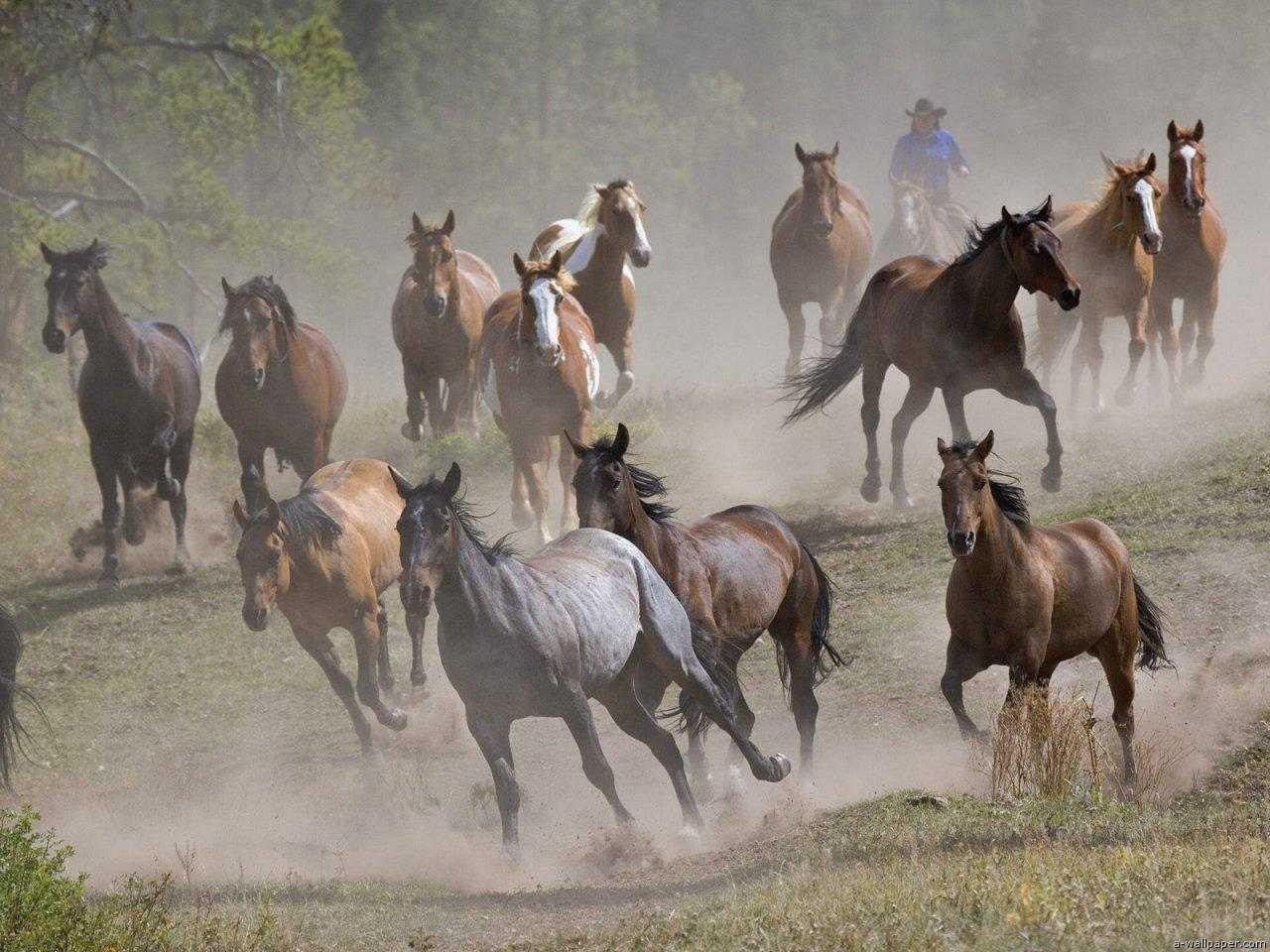 Cavalli in fuga fermati vicino alla strada 