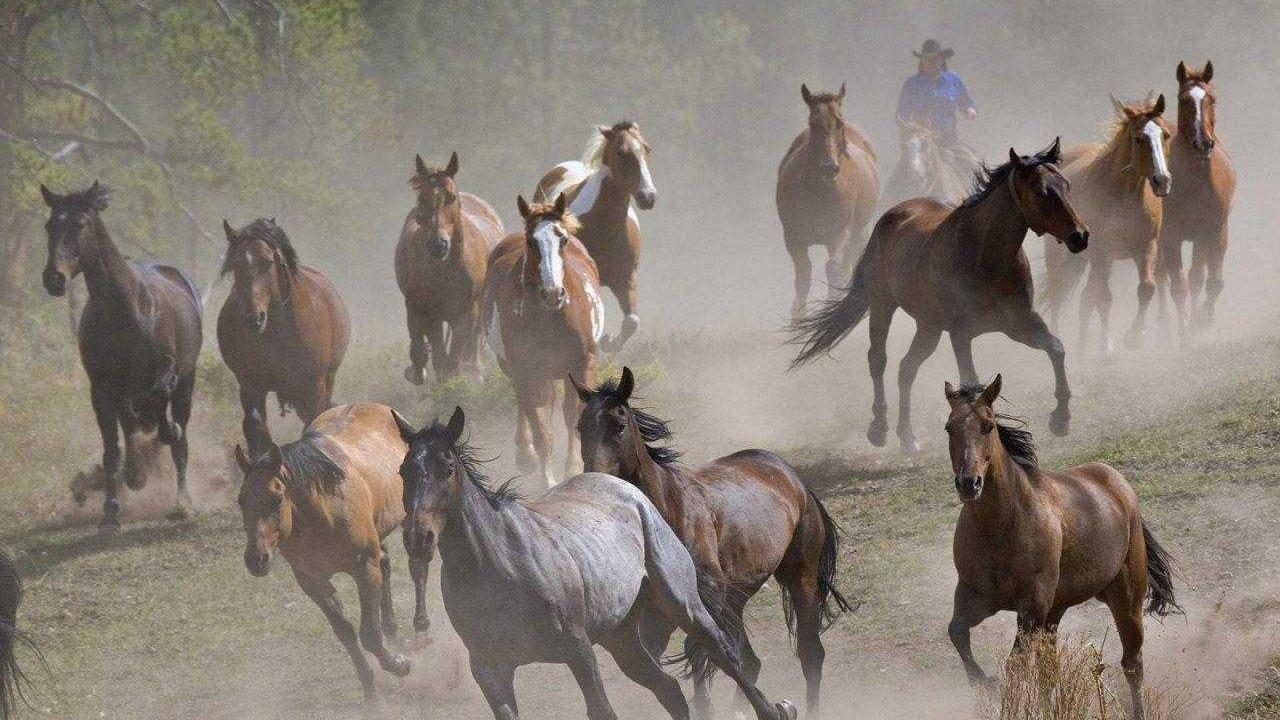 Cavalli in fuga fermati vicino alla strada