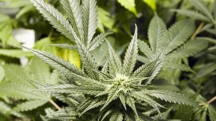«Chi fuma marijuana voti me» l’outing del candidato su Fb