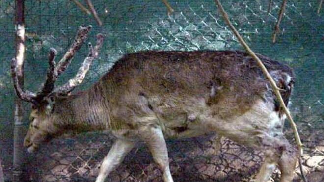 Daino ucciso da una macchina sull’autostrada