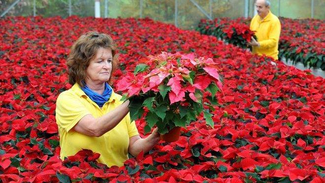 Fiori, Pescia e Viareggio unite da un solo marchio