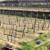 Oltre 34 ettari di vigneti agli under 40 