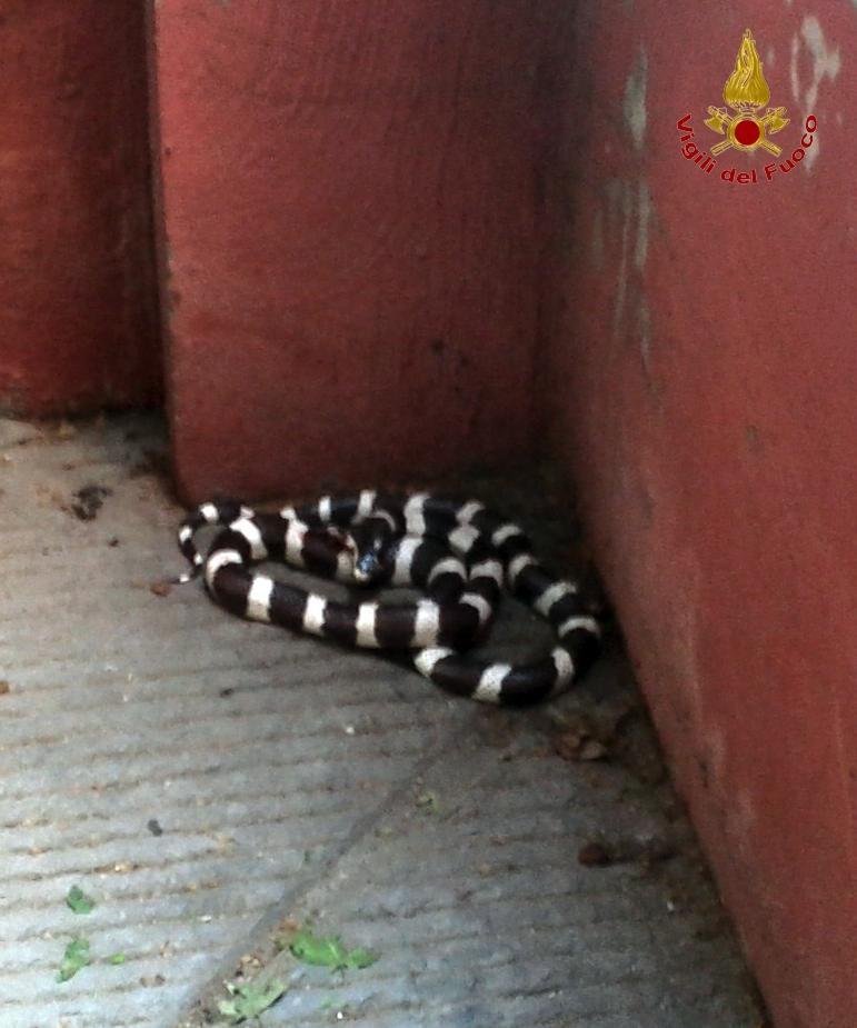 Serpente esotico catturato all’interno del Liceo Classico Cicognini 