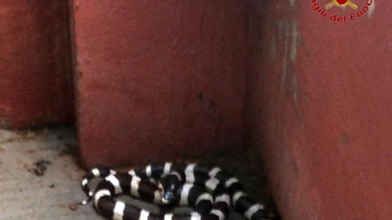 Serpente esotico catturato all’interno del Liceo Classico Cicognini