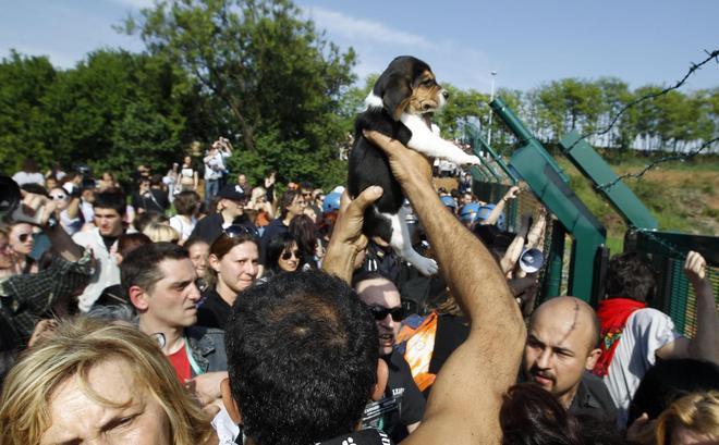 Blitz per liberare cani-cavie arrestato un castellano 