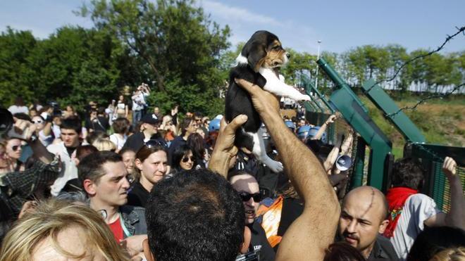 Blitz per liberare cani-cavie arrestato un castellano