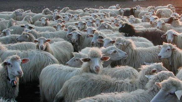 Trecento agnelli in dono a famiglie bisognose sassaresi