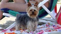 Cani sotto l’ombrellone? A Lido sono i benvenuti